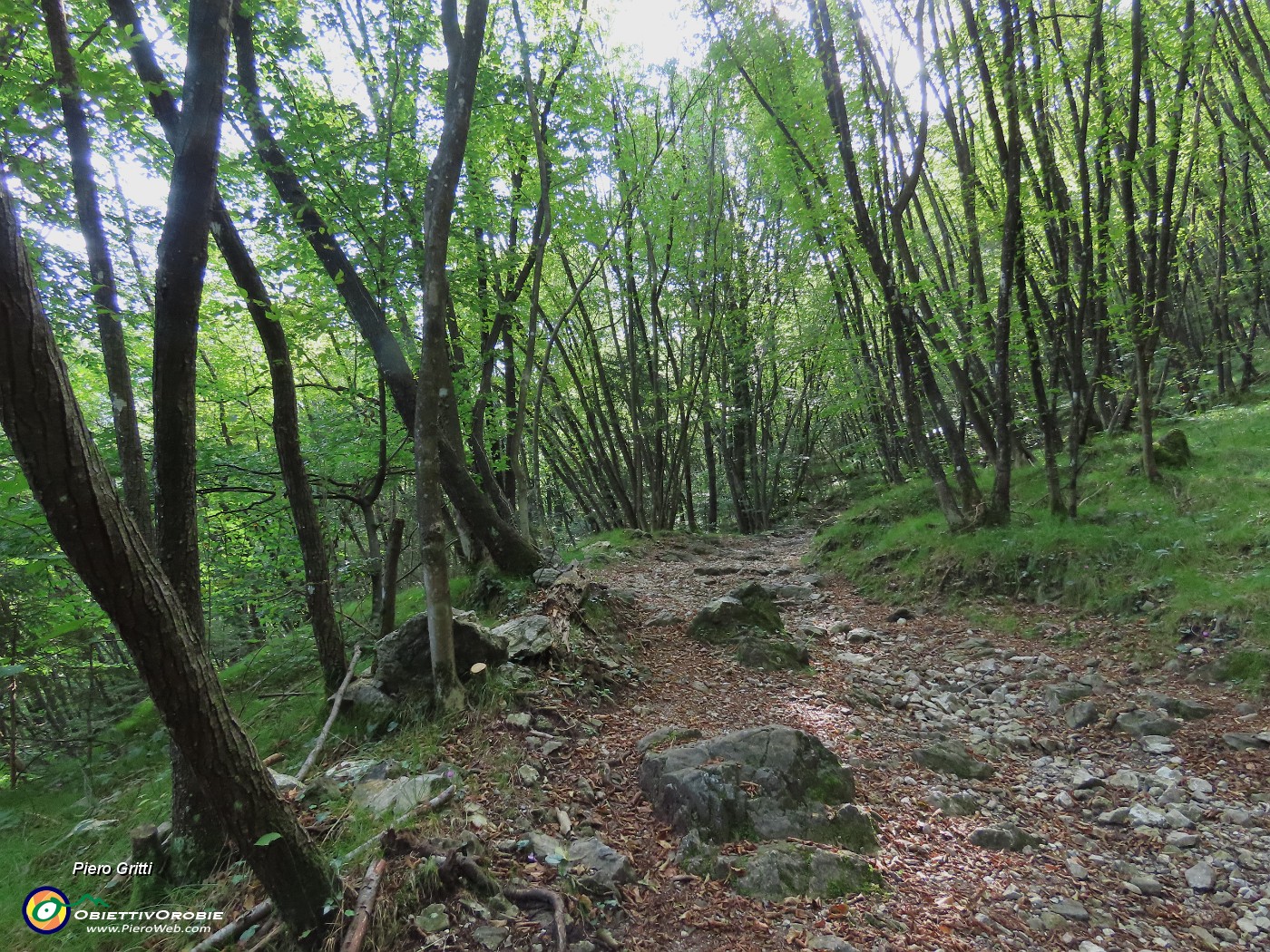 33 la faggeta lascia spazio al carpineto (Carpini neri).JPG